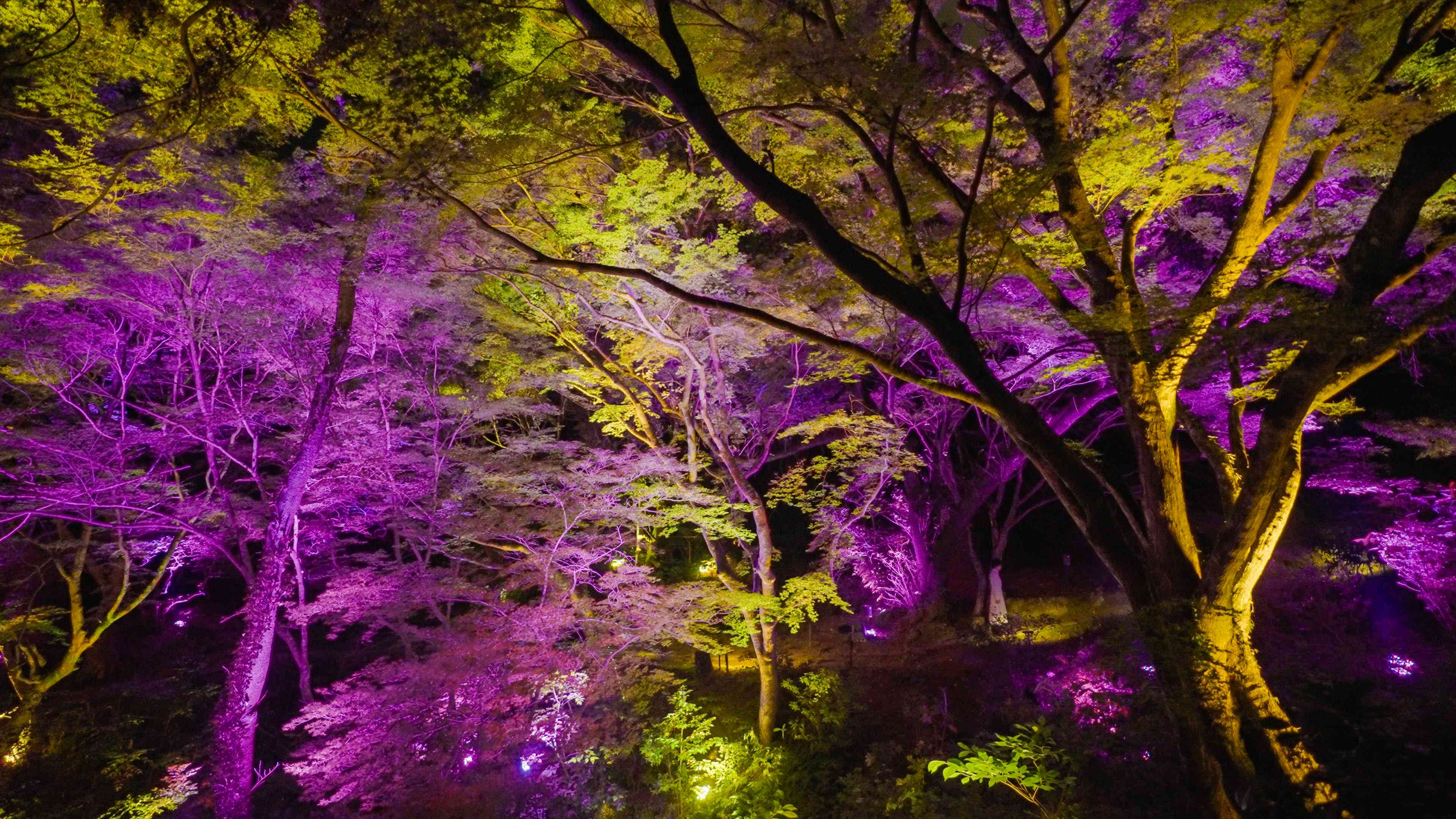 関連画像