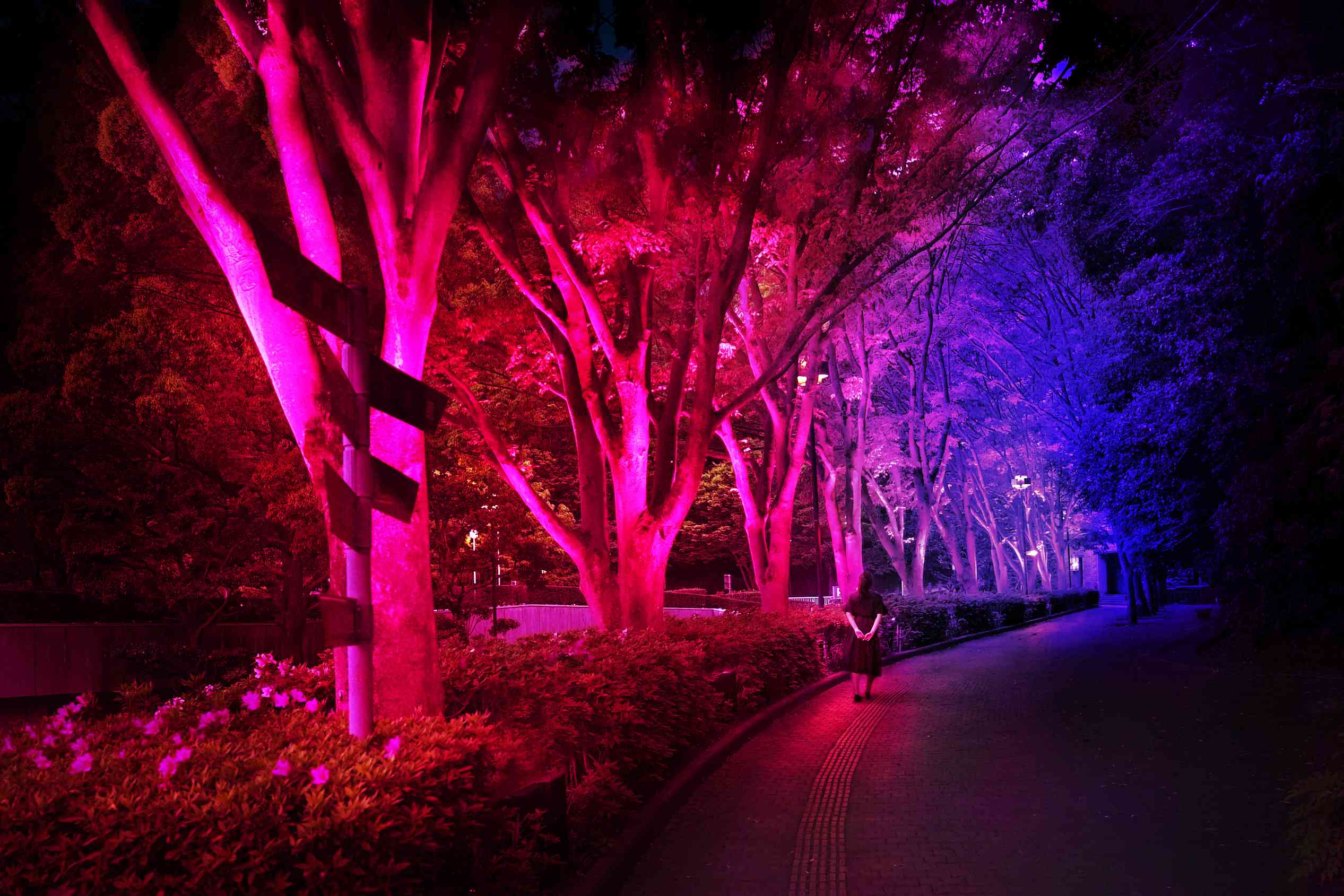 展示画像
